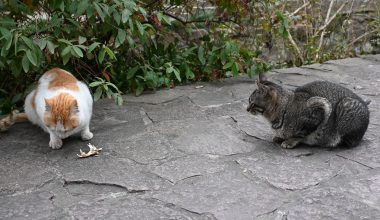 2.22古猗园 - Regret的小站